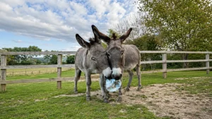 Hayling Island Donkey Sanctuary