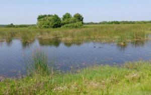 Walk along the Barton Wetlands Nature Reserve