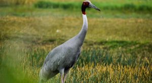 Bird Watching at Iota Wildlife Reserve