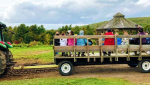 9. Indulge in Fruit Picking at Sholan Farms